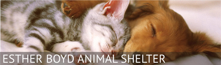 animal_shelter_banner