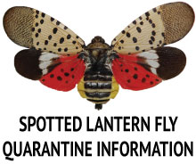 spotted_lantern_fly_news